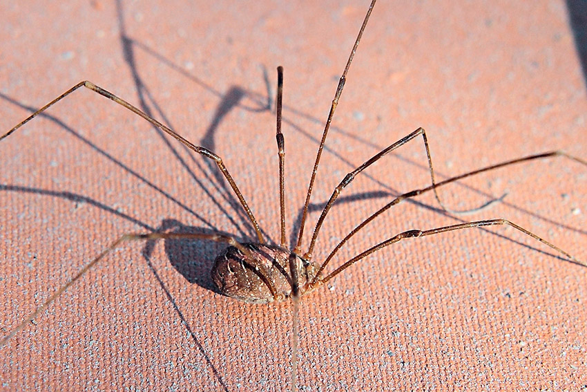 Opilio canestrinii da Molini di Triora